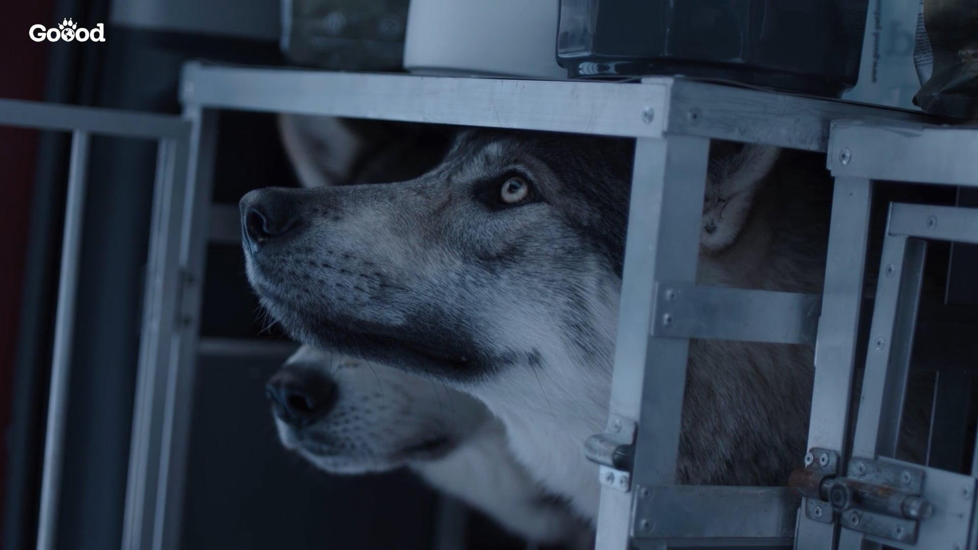Zwei Huskys schauen aufmerksam aus einer Transportbox in einem Fahrzeug