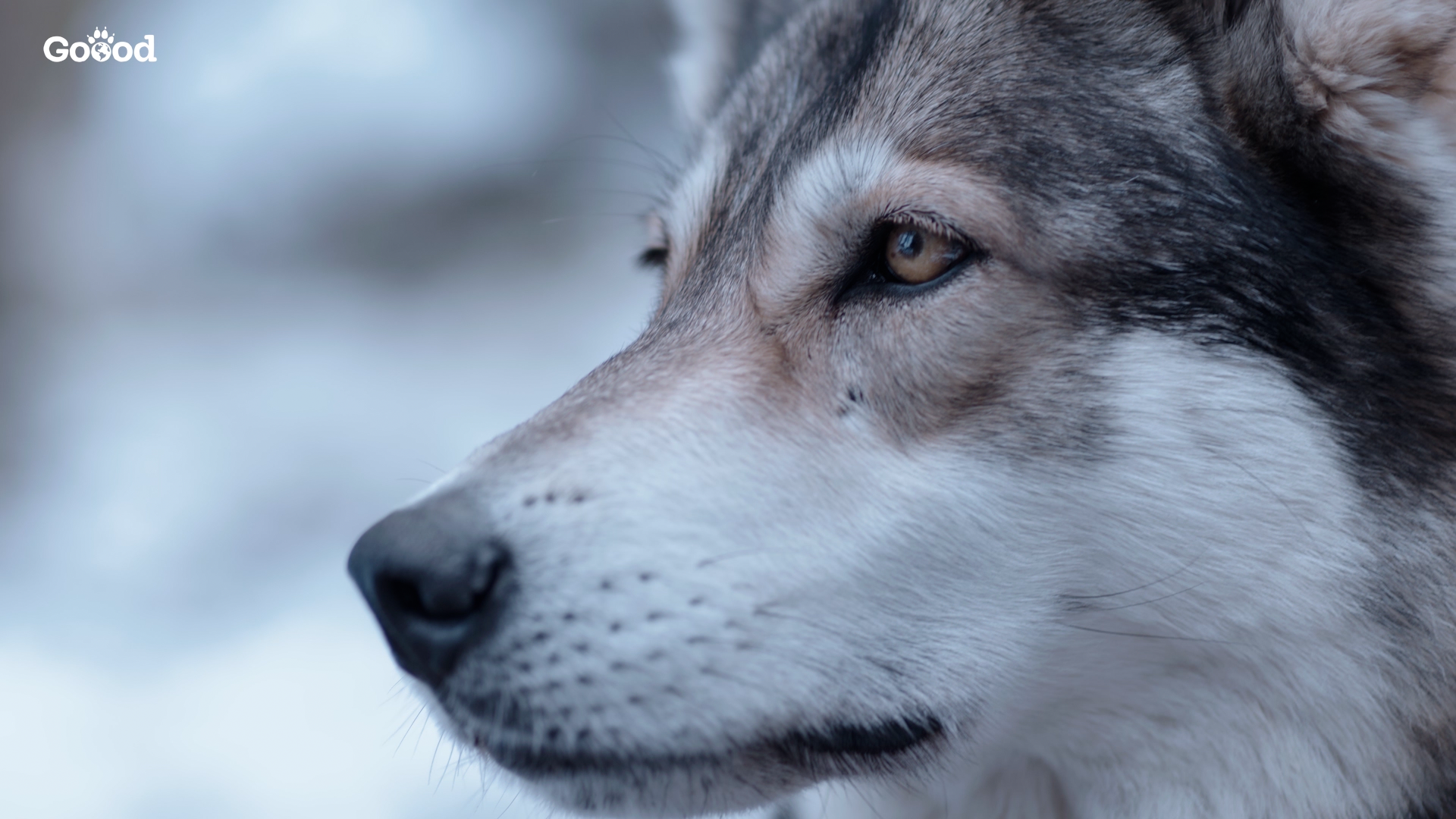 Nahaufnahme eines grau-weißen Huskys in winterlicher Umgebung mit GOOOD Logo im Bild