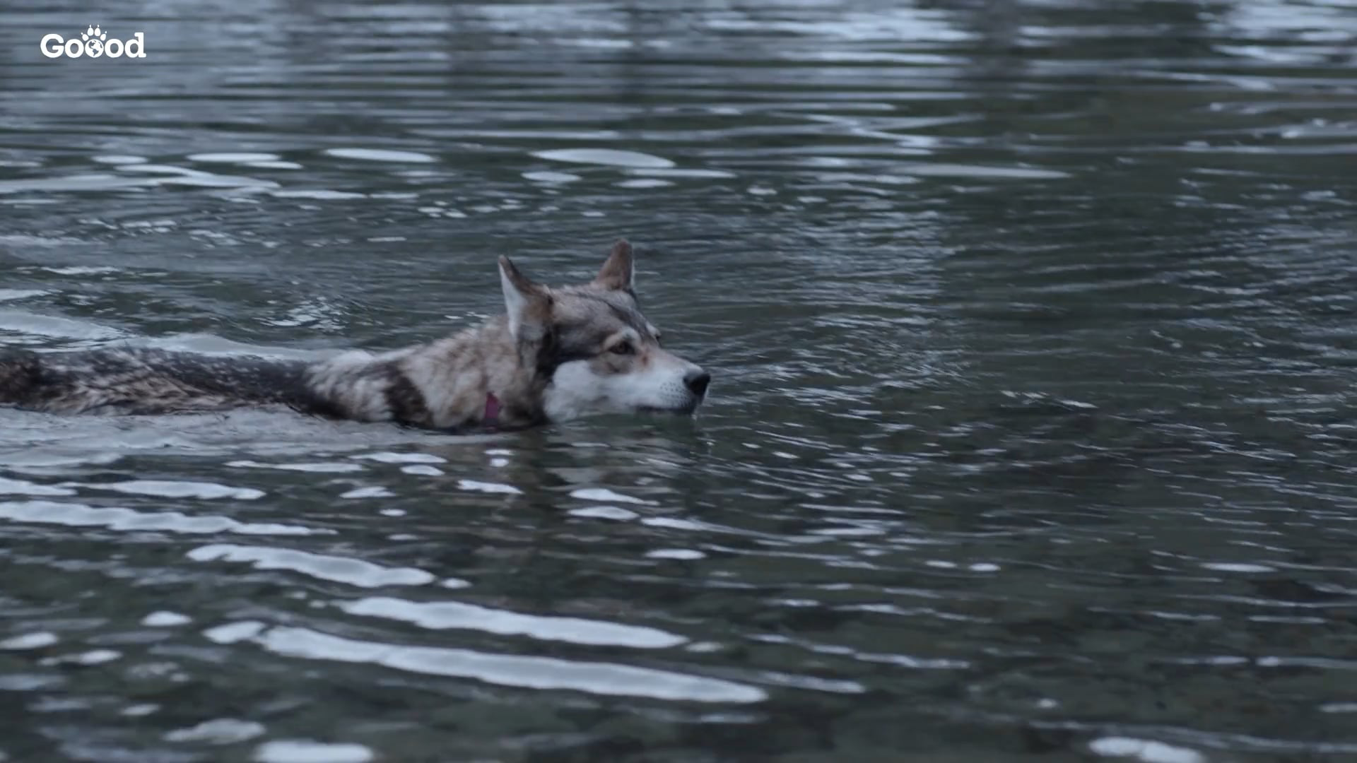 Husky schwimmt durch dunkles Wasser in natürlicher Umgebung mit GOOOD Logo im Bild