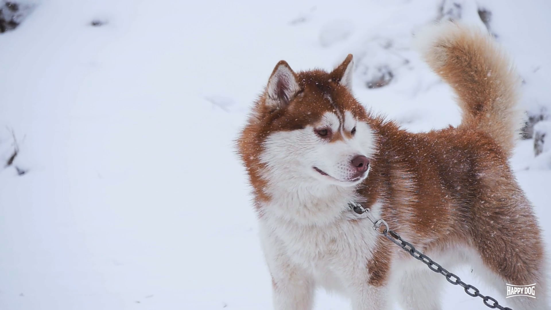Braun-weißer Husky mit Schnee im Fell in einer winterlichen Landschaft