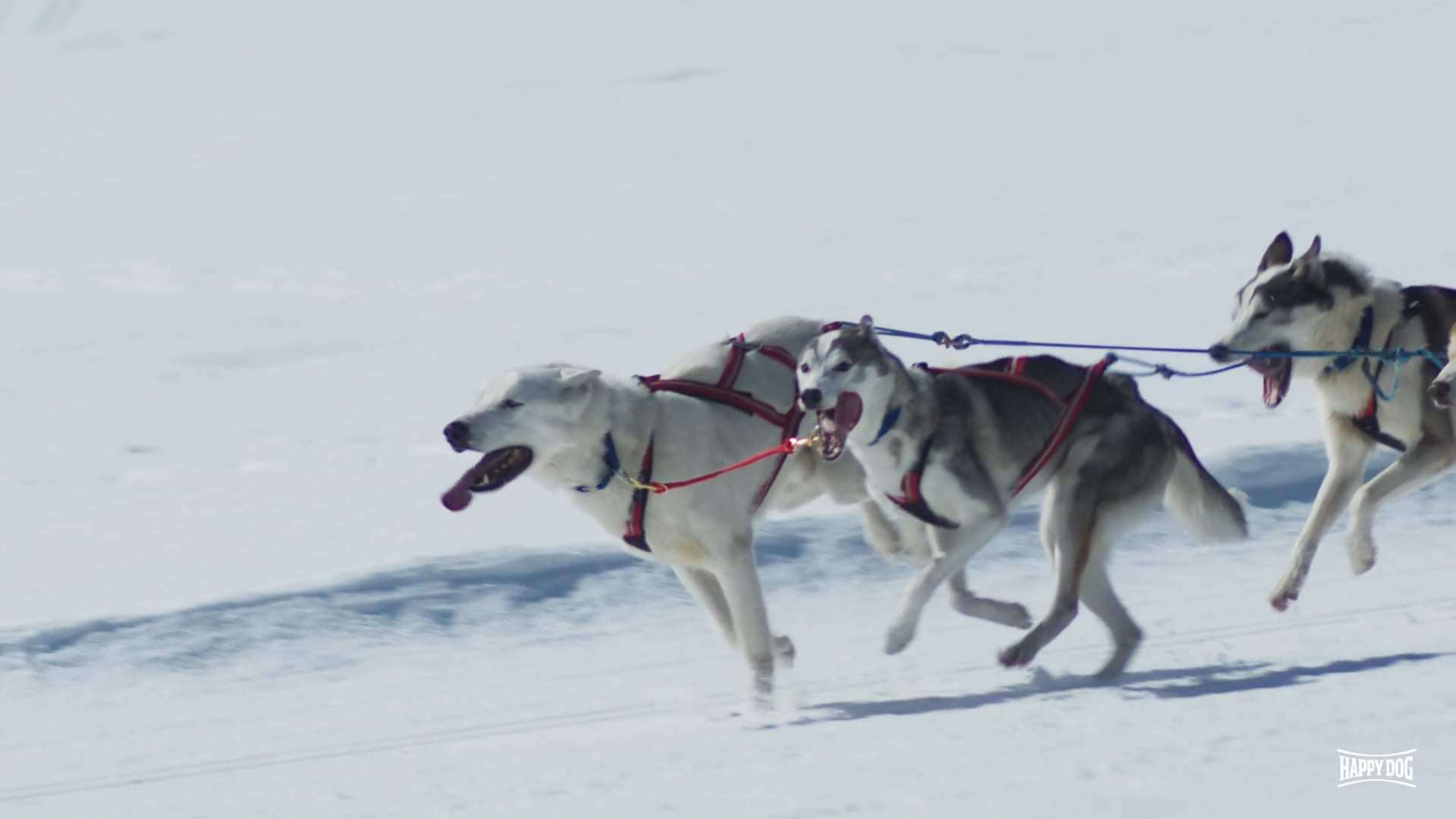 Mehrere Schlittenhunde laufen im Geschirr durch eine verschneite Winterlandschaft