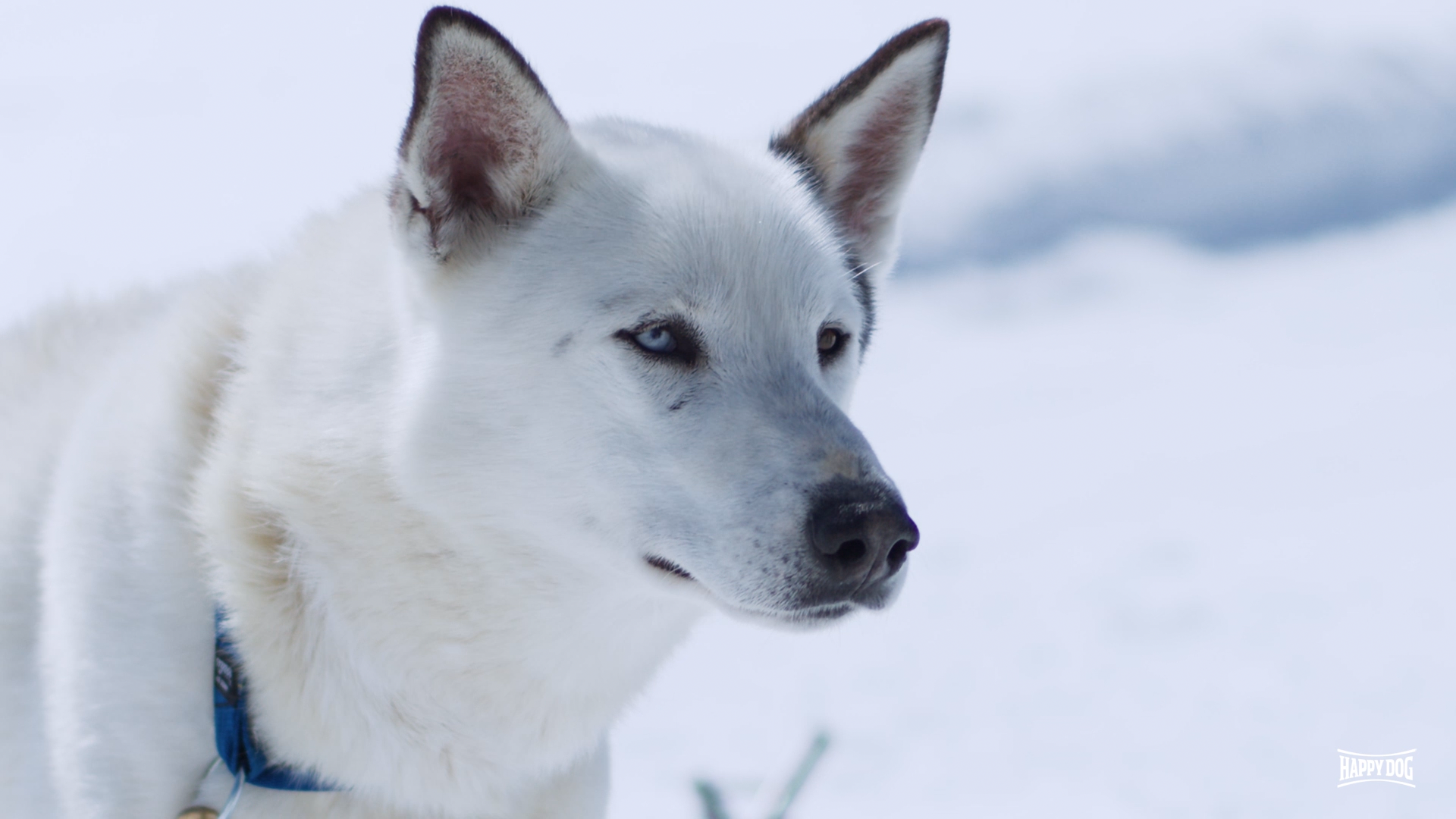 Weißer Schlittenhund mit blauem Auge in einer verschneiten Winterlandschaft