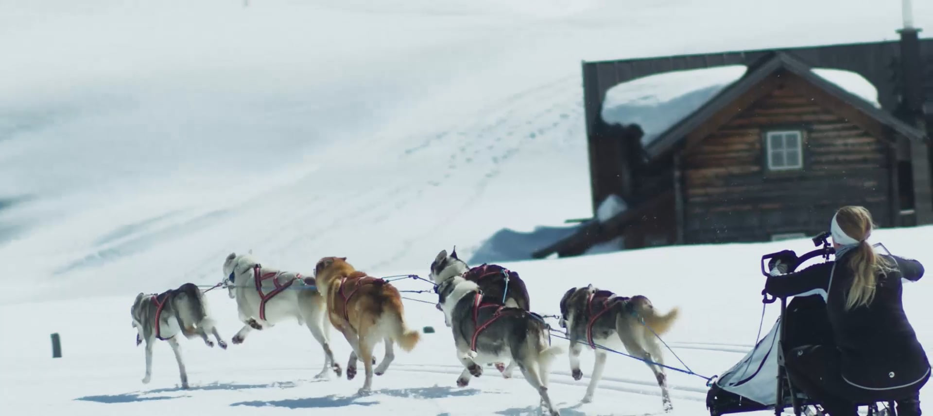 Hundeschlitten-Team mit mehreren Schlittenhunden und Musherin in einer verschneiten Berglandschaft