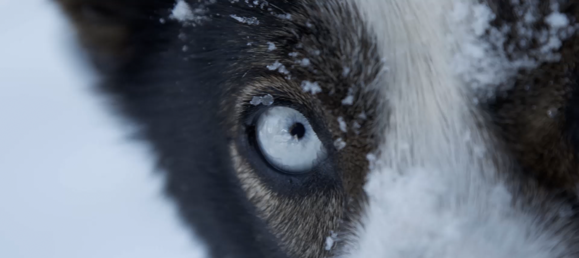 Extreme Nahaufnahme des blauen Auges eines Schlittenhundes mit Schneekristallen im Fell